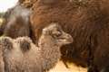 Whipsnade Zoo celebrates birth of camel for first time in eight years