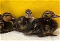Ducklings hatch after mum killed in vile catapult attack